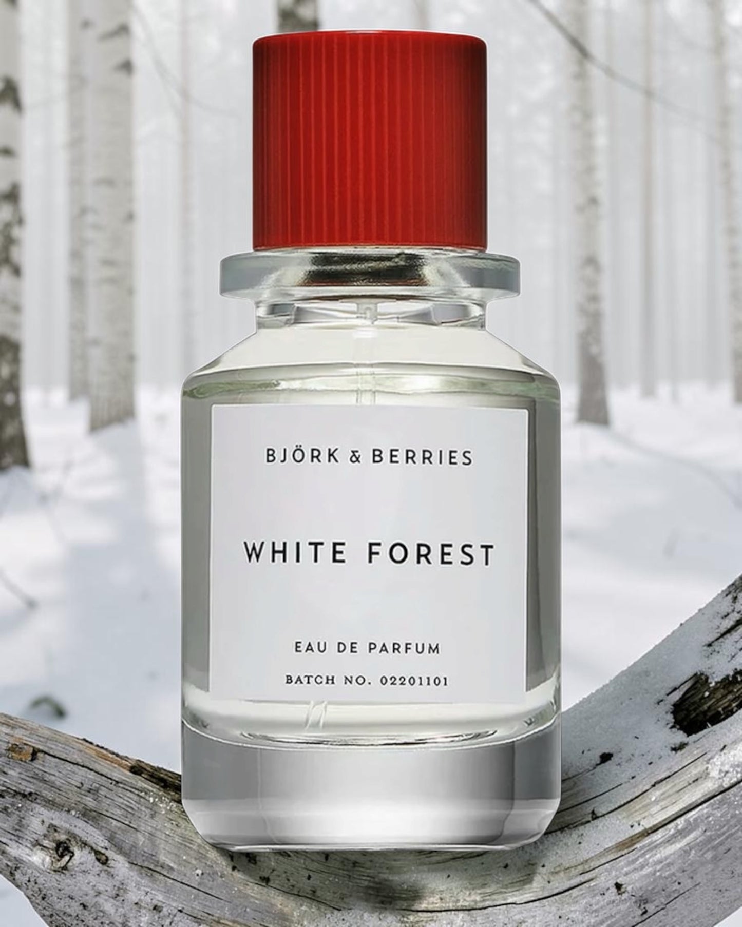 Björk and Berries White Forest